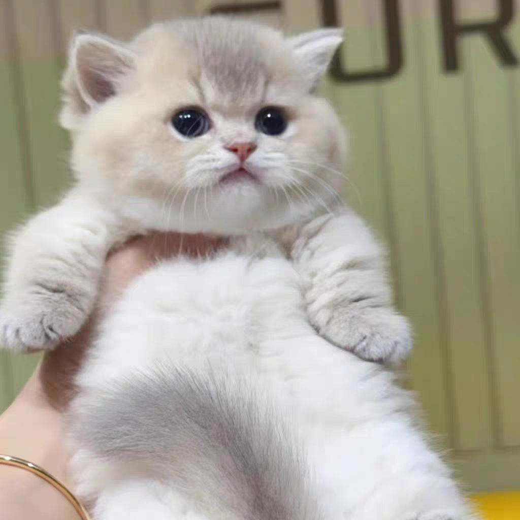 猫舍直销批发价格出售蓝金渐层